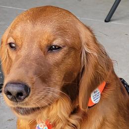 Mya - Golden Retriever