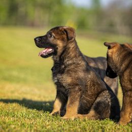 German Shepherd Puppies from Sommerfeld German Shepherds