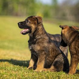 German Shepherd Puppies from Sommerfeld German Shepherds