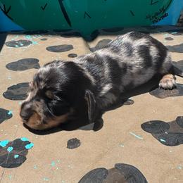 Fancy - Dapple female Dachshund puppy in Hawley, Texas from Foxy’s Dachshunds & Toy Aussies