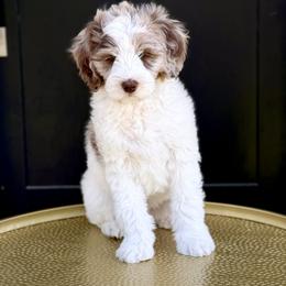 Boy 1 - Chocolate merle male Bernedoodle puppy in Salt Lake County, Utah from Coco Avenue Pups