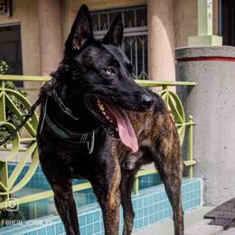 Belgian Malinois and xDutch Shepherd Puppies from Kaizen von Ruach Malinois