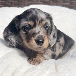 Black and Cream Dapple -- Male - Dapple male Dachshund puppy in Kalama, Washington from Dazzling Doxies