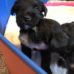 Miniature Schnauzer and Poodle Puppies from Bits & Bytes Farm