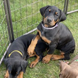 Doberman Pinscher Puppies from Jensen Dobermans