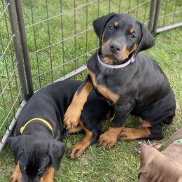 Doberman Pinscher Puppies from Jensen Dobermans