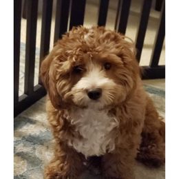 Sienna - Cockapoo