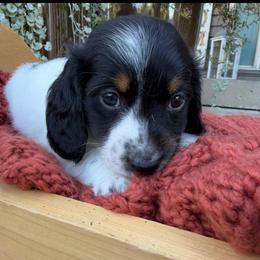 Snoop - Black and tan male Dachshund puppy in Chillicothe, Ohio from Brittney's Doxie Den