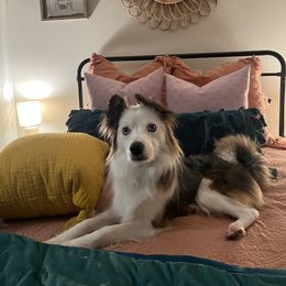 Miniature American Shepherd and Papillon All Grown Up from LS Best Friends