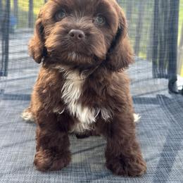 Brown collar - Brown male Cockapoo puppy in Berea, Kentucky from Blair’s Furry Friends