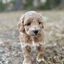 Samwise - Red male Cockapoo puppy in Tallahassee, Florida from Panhandle Pups