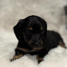 Yellow heart girl (blk n cream) - Black and cream female Dachshund puppy in Chehalis, Washington from McJazzin Doxies