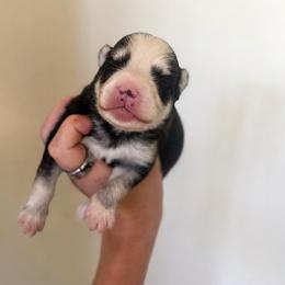 Boy 1 - Black and white male Pomsky puppy in Grass Valley, California from Karalot Pomskies
