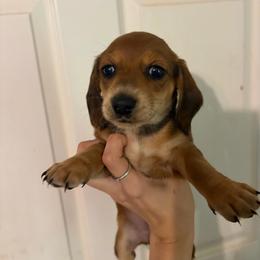 Olivia - Red female Dachshund puppy in Conroe, Texas from Dots Dachshunds