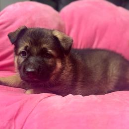 Me black - Sable male German Shepherd puppy in Berlin, Wisconsin from Gypsy Miracle Kennels