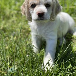 Cocker Spaniel Puppies from Brooks House Cocker Spaniels