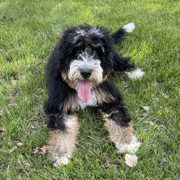 Willa - Bernedoodle