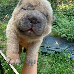 Joe - Isabella dilute male Chinese Shar-Pei puppy in North Carolina from Amy Mahaffey's Chinese Shar-Pei
