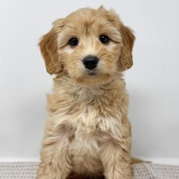 Shirley - Apricot female Australian Labradoodle puppy in Sacramento, California from Little Farmstead Labradoodles