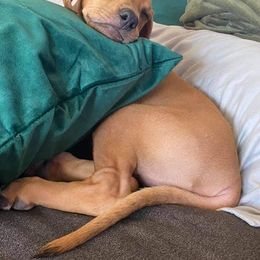 Rhodesian Ridgeback Puppies from Aziza Ridgebacks