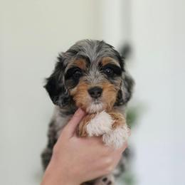 Mr. Choo Choo - Phantom male Goldendoodle puppy in Punta Gorda, Florida from Transformation Acres Goldendoodle