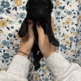 Purple-Mini - Black female Goldendoodle puppy in Millville, New Jersey from Michelle's Doodles