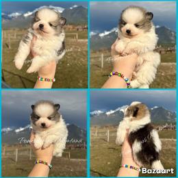 AKC Zoey (might be staying here) - Orange sable female Pomeranian puppy in Saint Ignatius, Montana from Pomeranians Montana