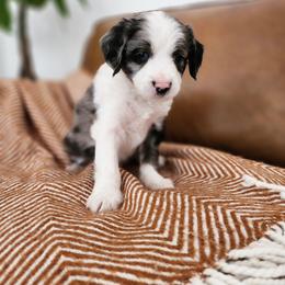 Grape - Blue merle and white male Sheepadoodle puppy in Tooele, Utah from Salt & Snow Pups