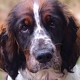 English Springer Spaniels from Springers Journey