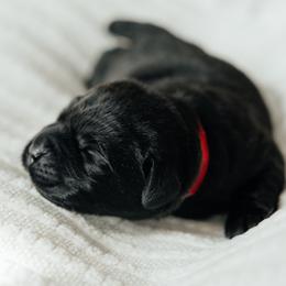 Red Boy - Black male Labrador Retriever puppy in Southington, Ohio from Ridgemere Retrievers