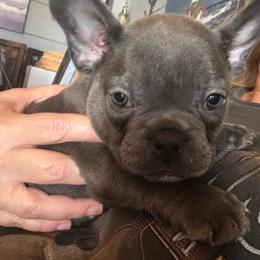 Newman - Blue fawn male French Bulldog puppy in Success, Missouri from Salty Pawz Kennel LLC
