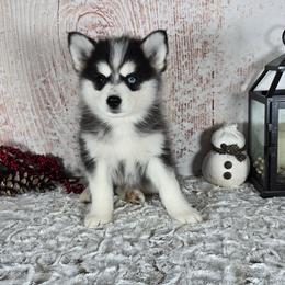 Trixie - Black and white female Pomsky puppy in Atwood, Illinois from Peace Road Puppies