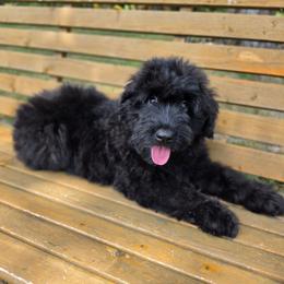 AKC Bri - Black female Bouvier des Flandres puppy in Marionville, Missouri from Sandbox Puppies