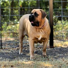 Violet - Mastiff