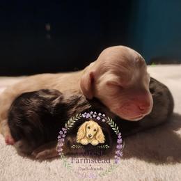 Dachshund puppies from Forest Farmstead Dachshunds