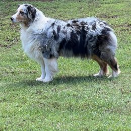 Australian Shepherd puppies from CJ Farm and Kennels
