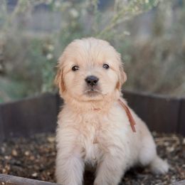 Peach (orange) - Dark golden male Golden Retriever puppy in Lodi, California from R3 Sport Dogs (Rafter 3 Ranch)