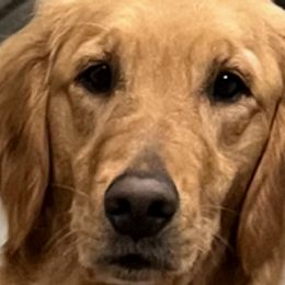 Casie - Golden Retriever