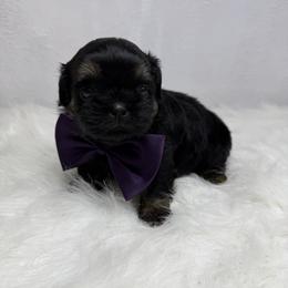 King louis - Black and tan male Shih Tzu puppy in Columbia, Kentucky from Lisa Bandy Luxe Shih Tzu