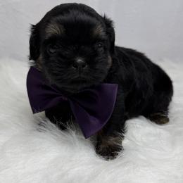 King louis - Black and tan male Shih Tzu puppy in Columbia, Kentucky from Lisa Bandy Luxe Shih Tzu