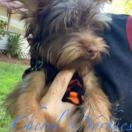 Jeff - Chocolate and tan male Yorkshire Terrier puppy in Liberty, North Carolina from Cheryl’s Yorkies