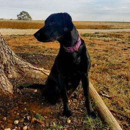 Kierra - Labrador Retriever