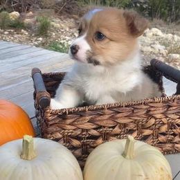 Pembroke Welsh Corgi Puppies from Campbell Ranch Corgis
