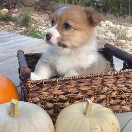 Pembroke Welsh Corgi Puppies from Campbell Ranch Corgis