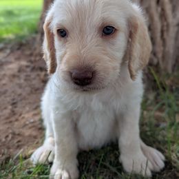 Liberty - Cream female Labradoodle puppy in Snowflake, Arizona from Az Mountain Doodles