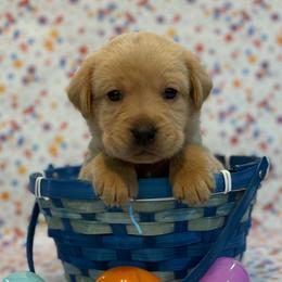 Samwise - Yellow male Labrador Retriever puppy in Isle, Minnesota from Dog Ear Outfitters