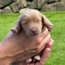 Pumpkin Spice - Cream male Dachshund puppy in Bonney Lake, Washington from HP Dachs