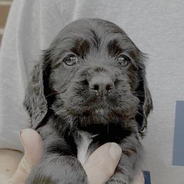 Black Boy - Black male English Cocker Spaniel puppy in Menomonee Falls, Wisconsin from Saracen English Cocker Spaniels & Irish Water Spaniels