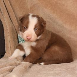 Rolo - White Collar - Red male Border Collie puppy in Courtland, Alabama from C Bar C Ranch Border Collies