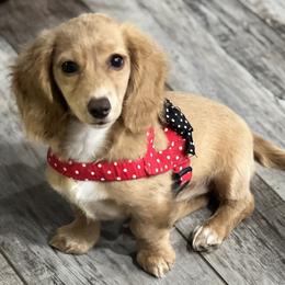 Dachshund Puppies from Davidson's Dachshunds